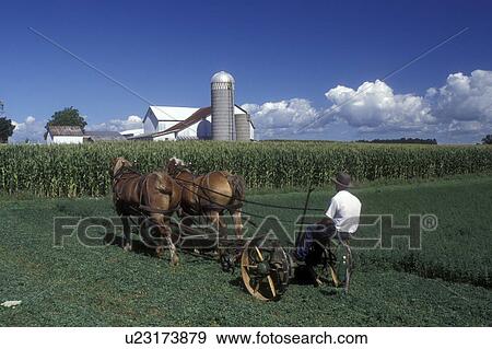 amish, farm, Indiana, An Amish farmer with a team of horses is cutting a green field in LaGrange County. A white barn with silos are in the background. View Large Photo Image Stock Photo - amish, farm, Indiana, An Amish farmer with a team of horses is cutting a green field in LaGrange County. A white barn with silos are in the background.. Fotosearch
