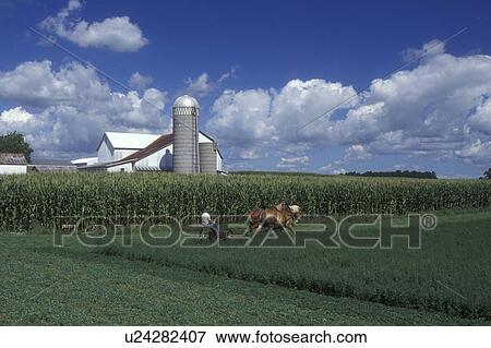 amish, farm, Indiana, An Amish farmer with a team of horses is cutting a green field in LaGrange County. A white barn with silos are in the background. View Large Photo Image Stock Photo - amish, farm, Indiana, An Amish farmer with a team of horses is cutting a green field in LaGrange County. A white barn with silos are in the background.. Fotosearch