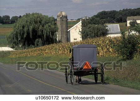 Amish, horse and buggy, Amish country, Lancaster County, Pennsylvania, Pennsylvania Dutch Country, Amish horse and covered buggy trot by Amish farms on a country road in Lancaster in the state of Pennsylvania. View Large Photo Image Stock Image - Amish, horse and buggy, Amish country, Lancaster County, Pennsylvania, Pennsylvania Dutch Country, Amish horse and covered buggy trot by Amish farms on a country road in Lancaster in the state of Pennsylvania.. Fotosearch