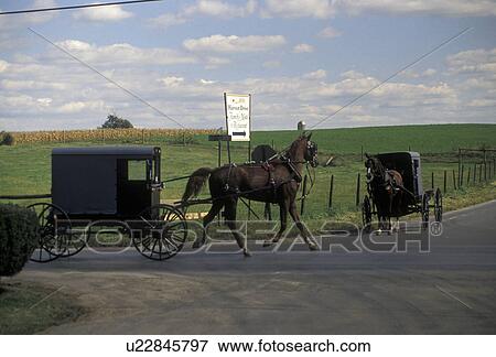 amish, horse and buggy, Amish country, Lancaster County, Pennsylvania, Pennsylvania Dutch Country, Two Amish horse and buggies passing each other at an intersection on a road in Lancaster in the state of Pennsylvania. View Large Photo Image Stock Photo - amish, horse and buggy, Amish country, Lancaster County, Pennsylvania, Pennsylvania Dutch Country, Two Amish horse and buggies passing each other at an intersection on a road in Lancaster in the state of Pennsylvania. . Fotosearch