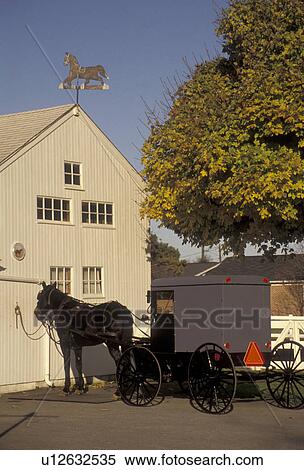Stock Photography -  amish, horse and buggy, farm, Amish Country, Lancaster County, Pennsylvania, Amish horse and covered buggy stand in front of a barn in Intercourse in Pennsylvania Dutch Country in the state of Pennsylvania.. Fotosearch