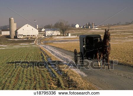 Amish, horse and buggy, Pennsylvania, Lancaster County, A horse and buggy trot along a country road near an Amish farm in Lancaster County in the early spring. View Large Photo Image Stock Photograph - Amish, horse and buggy, Pennsylvania, Lancaster County, A horse and buggy trot along a country road near an Amish farm in Lancaster County in the early spring.. Fotosearch