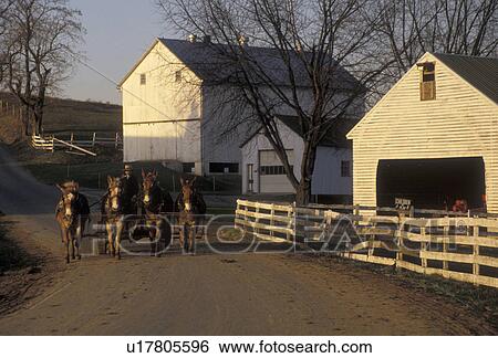 Amish, mule team, farmer, Amish Country, Pennsylvania Dutch Country, Pennsylvania, Lancaster County, Amish farmer drives his mule team pulling a wagon down a dirt road next to an Amish farm in Lancaster County in the state of Pennsylvania. View Large Photo Image Stock Photograph - Amish, mule team, farmer, Amish Country, Pennsylvania Dutch Country, Pennsylvania, Lancaster County, Amish farmer drives his mule team pulling a wagon down a dirt road next to an Amish farm in Lancaster County in the state of Pennsylvania.. Fotosearch