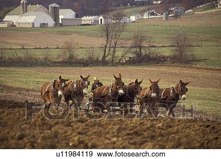 amish, mules, Amish Country, Pennsylvania Dutch Country, Pennsylvania, Amish farmer plows his field with a mule team on a farm in Lancaster County in the state of Pennsylvania. View Large Photo Image Stock Photo - amish, mules, Amish Country, Pennsylvania Dutch Country, Pennsylvania, Amish farmer plows his field with a mule team on a farm in Lancaster County in the state of Pennsylvania.. Fotosearch