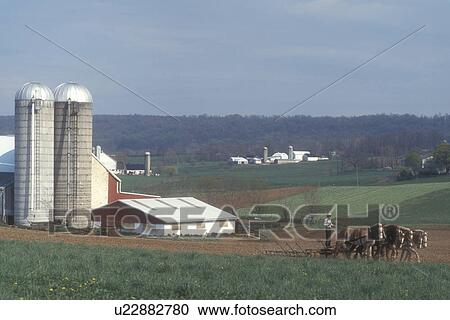 Amish, Pennsylvania, farm, Lancaster County, Amish farmer plowing a field with a team of horses in scenic Pennsylvania Dutch Country. View Large Photo Image Stock Image - Amish, Pennsylvania, farm, Lancaster County, Amish farmer plowing a field with a team of horses in scenic Pennsylvania Dutch Country.. Fotosearch