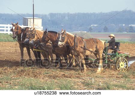 Stock Photo -  Amish, Pennsylvania, horses, Lancaster County, Amish boy plowing a field with a team of horses in scenic Pennsylvania Dutch Country.. Fotosearch