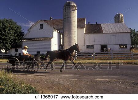 Amish, Pennsylvania, Lancaster County, Pennsylvania Dutch Country, Amish horse and open buggy trotting down a country road past a farm in Lancaster County in the state of Pennsylvania. View Large Photo Image Stock Photo - Amish, Pennsylvania, Lancaster County, Pennsylvania Dutch Country, Amish horse and open buggy trotting down a country road past a farm in Lancaster County in the state of Pennsylvania.. Fotosearch