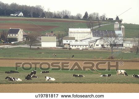 Amish, Pennsylvania, Lancaster County, Cows (Hostein) grazing in a pasture on an Amish farm in scenic Pennsylvania Dutch Country. View Large Photo Image Stock Photo - Amish, Pennsylvania, Lancaster County, Cows (Hostein) grazing in a pasture on an Amish farm in scenic Pennsylvania Dutch Country.. Fotosearch