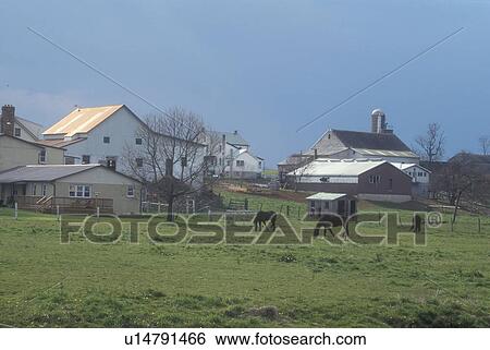 Amish, Pennsylvania, Lancaster County, Horses grazing in a green pasture on an Amish farm in scenic Pennsylvania Dutch Country. View Large Photo Image Stock Photograph - Amish, Pennsylvania, Lancaster County, Horses grazing in a green pasture on an Amish farm in scenic Pennsylvania Dutch Country.. Fotosearch