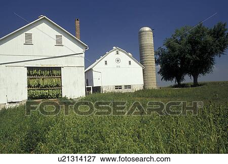 Stock Photo -  amish, tobacco, Amish country, white barn, Lancaster County, Pennsylvania, Pennsylvania Dutch Country, Tobacco leaves hang to dry in an Amish barn in Lancaster in the state of Pennsylvania. . Fotosearch