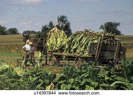 Amish, tobacco, farmer, Amish country, Lancaster County, Pennsylvania, Pennsylvania Dutch Country, Amish farmers harvest a tobacco crop with a team of mules in Lancaster in the state of Pennsylvania. View Large Photo Image Picture - Amish, tobacco, farmer, Amish country, Lancaster County, Pennsylvania, Pennsylvania Dutch Country, Amish farmers harvest a tobacco crop with a team of mules in Lancaster in the state of Pennsylvania.. Fotosearch