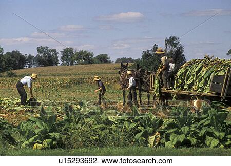 Stock Image -  Amish, tobacco, farmer, Amish country, Lancaster County, Pennsylvania, Pennsylvania Dutch Country, Amish farmers harvest a tobacco crop with a team of mules in Lancaster in the state of Pennsylvania.. Fotosearch