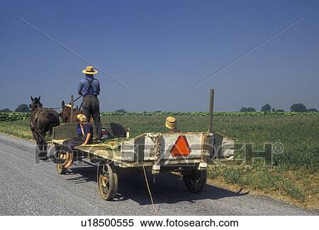 amish, wagon, farmer, Amish country, Lancaster County, Pennsylvania, Pennsylvania Dutch Country, Amish farmer drives his team of horses pulling a wagon with children down a country road in Lancaster in the state of Pennsylvania. View Large Photo Image Stock Photography - amish, wagon, farmer, Amish country, Lancaster County, Pennsylvania, Pennsylvania Dutch Country, Amish farmer drives his team of horses pulling a wagon with children down a country road in Lancaster in the state of Pennsylvania. . Fotosearch