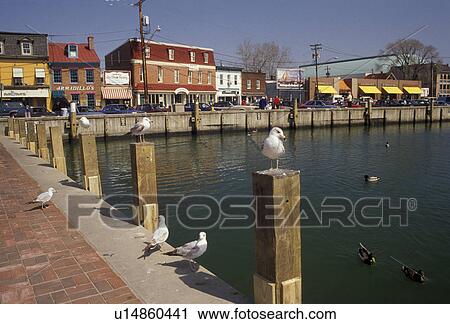 Stock Image -  Annapolis, Maryland, Seagulls sit along the harbor at City Dock in the capital city of Annapolis in the state of Maryland . Fotosearch