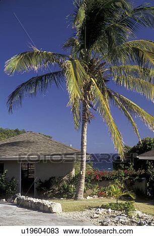 Antigua, Caribbean, palm tree, Caribbean Islands, Private residence with palm tree in yard on Half Moon Bay on the island of Antigua (a British Commonwealth member). View Large Photo Image Stock Image - Antigua, Caribbean, palm tree, Caribbean Islands, Private residence with palm tree in yard on Half Moon Bay on the island of Antigua (a British Commonwealth member). . Fotosearch