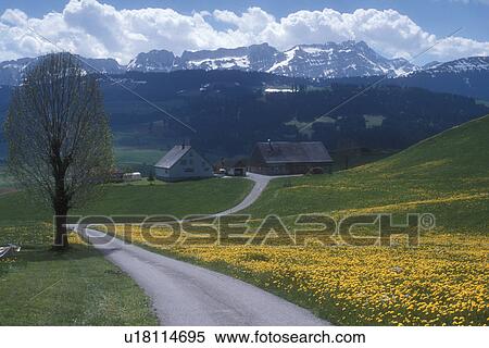 Stock Photography -  Appenzell, Switzerland, Europe, A country road winds through the hilly farmland filled with dandelions and high meadows which lead up to the picturesque alpine mountains in the Canton of Appenzell in the spring.. Fotosearch