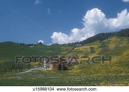 Appenzell, Switzerland, Europe, Scenic view of farms on the the hilly grasslands filled with dandelions in the Canton of Appenzell in the spring. View Large Photo Image Picture - Appenzell, Switzerland, Europe, Scenic view of farms on the the hilly grasslands filled with dandelions in the Canton of Appenzell in the spring.. Fotosearch