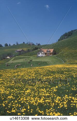 Appenzell, Switzerland, Europe, Scenic view of Swiss Brown cows grazing on the hilly grasslands filled with dandelions on the lush farmland in the Canton of Appenzell in the spring. View Large Photo Image Stock Photo - Appenzell, Switzerland, Europe, Scenic view of Swiss Brown cows grazing on the hilly grasslands filled with dandelions on the lush farmland in the Canton of Appenzell in the spring.. Fotosearch