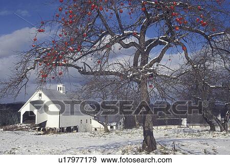 apple tree, winter scene, Vermont, Red apples on an apple tree after the first snow on Templeton Farm in East Montpelier in Washington County in the state of Vermont. View Large Photo Image Stock Photo - apple tree, winter scene, Vermont, Red apples on an apple tree after the first snow on Templeton Farm in East Montpelier in Washington County in the state of Vermont.. Fotosearch
