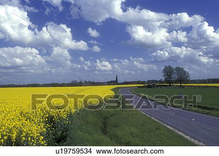 Picture -  Ardennes, France, Europe, yellow field, road, Yellow field of flowers along a road in the scenic countryside of Ste. Marie.. Fotosearch