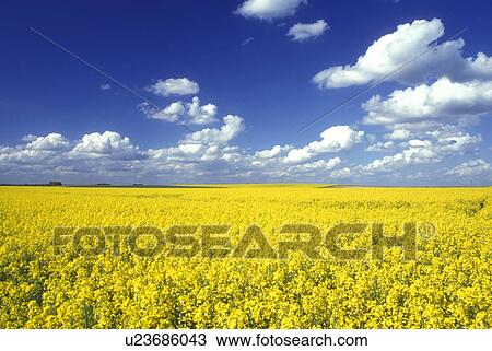 Ardennes, France, Europe, yellow field, Blue sky and white clouds above a yellow field of flowers used for making oil in the scenic countryside of Ste. Marie. View Large Photo Image Stock Image - Ardennes, France, Europe, yellow field, Blue sky and white clouds above a yellow field of flowers used for making oil in the scenic countryside of Ste. Marie. . Fotosearch