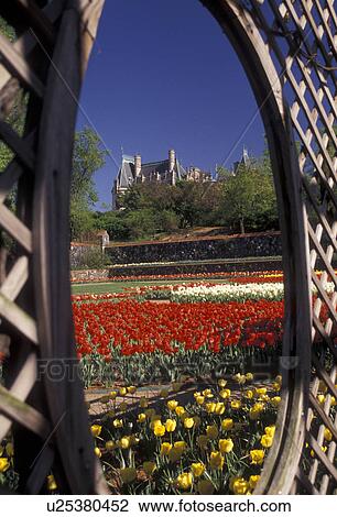Asheville, flowers, garden, Biltmore, Biltmore Estate, North Carolina, Scenic view of the Walled flower Garden and Biltmore House looking through an oval window at Biltmore Estate in Asheville in the state of North Carolina. View Large Photo Image Stock Image - Asheville, flowers, garden, Biltmore, Biltmore Estate, North Carolina, Scenic view of the Walled flower Garden and Biltmore House looking through an oval window at Biltmore Estate in Asheville in the state of North Carolina.. Fotosearch