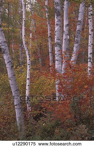 Stock Photography -  autumn, birch tree, Vermont, Colorful maple trees with white birch trees in the fall in Groton State Forest in Caledonia County in the state of Vermont. . Fotosearch