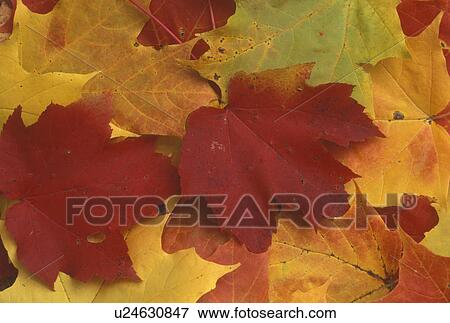 autumn, maple leaf, A close-up of a cluster of colorful maple leaves (red, yellow, green, orange) lay on the ground. View Large Photo Image Stock Photo -  autumn, maple leaf, A close-up of a cluster of colorful maple leaves (red, yellow, green, orange) lay on the ground.. Fotosearch