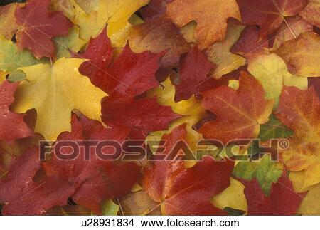 autumn, maple leaves, A cluster of colorful maple leaves (red, yellow, green, orange) lay on the ground. View Large Photo Image Picture - autumn, maple leaves, A cluster of colorful maple leaves (red, yellow, green, orange) lay on the ground.. Fotosearch