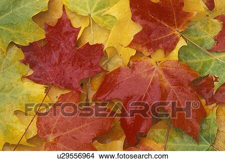 autumn, maple leaves, A cluster of wet colorful maple leaves (red, yellow, green, orange) lay on the ground after the rain. View Large Photo Image Picture - autumn, maple leaves, A cluster of wet colorful maple leaves (red, yellow, green, orange) lay on the ground after the rain.. Fotosearch