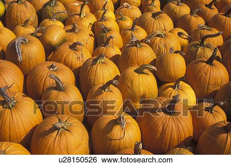 autumn, pumpkins, A close-up of large amount of pumpkins for sale View Large Photo Image Stock Photograph - autumn, pumpkins, A close-up of large amount of pumpkins for sale . Fotosearch