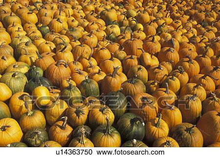 autumn, pumpkins, A large amount of pumpkins for sale cover an entire lawn View Large Photo Image Stock Image - autumn, pumpkins, A large amount of pumpkins for sale cover an entire lawn . Fotosearch