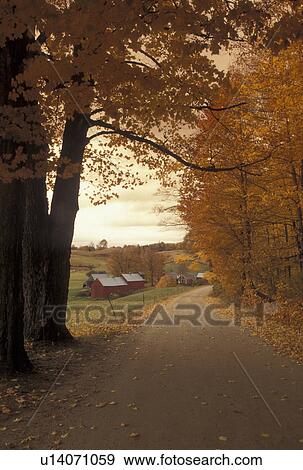 autumn, road, Vermont, farm, A country road lined with colorful maple trees in the fall winds around to Jenne Farm in Reading in Windsor County in the state of Vermont. View Large Photo Image Stock Photo - autumn, road, Vermont, farm, A country road lined with colorful maple trees in the fall winds around to Jenne Farm in Reading in Windsor County in the state of Vermont. . Fotosearch