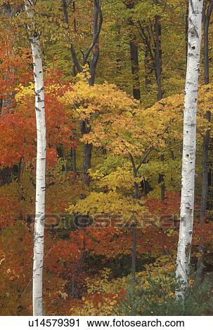 autumn, trees, A forest of colorful maple trees and white birch trees in the fall View Large Photo Image Stock Image - autumn, trees, A forest of colorful maple trees and white birch trees in the fall . Fotosearch