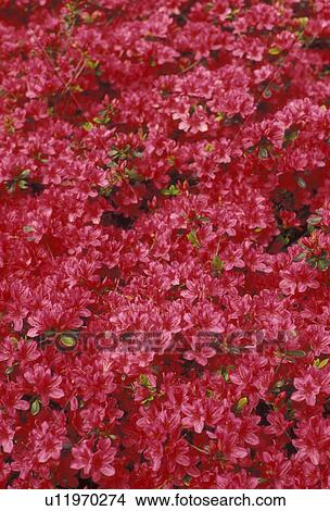 Picture -  azalea, flower, A cluster of red blossoms on an azalea shrub., . Fotosearch