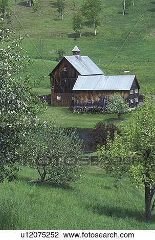 Stock Image -  barn, farm, Vermont, VT, Trees in bloom on Sleepy Hollow Farm in Pomfret in the spring.. Fotosearch