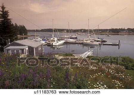 Bass Harbor, Maine, Mount Desert Island, Atlantic Ocean, Purple and white flowers sprinkle the hill that overlooks the boats docked in the quiet Bass Harbor. View Large Photo Image Stock Image - Bass Harbor, Maine, Mount Desert Island, Atlantic Ocean, Purple and white flowers sprinkle the hill that overlooks the boats docked in the quiet Bass Harbor. . Fotosearch
