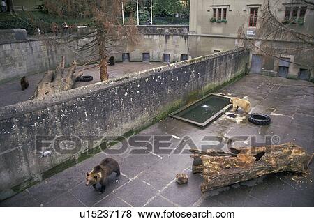 bears, Switzerland, Bern, Europe, The historic Barengraben (bear pit) built in 15th century is a big tourist attraction in the capital city of Bern in the Canton of Bern. View Large Photo Image Stock Photo - bears, Switzerland, Bern, Europe, The historic Barengraben (bear pit) built in 15th century is a big tourist attraction in the capital city of Bern in the Canton of Bern.. Fotosearch