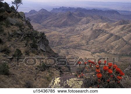 Big Bend National Park, cactus, Texas, A red Claretcup Cactus sits above the South Rim of Big Bend National Park View Large Photo Image Stock Photography - Big Bend National Park, cactus, Texas, A red Claretcup Cactus sits above the South Rim of Big Bend National Park. Fotosearch