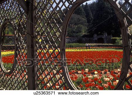 Stock Image -  Biltmore Estate, Asheville, Biltmore, North Carolina, Scenic view of the Walled flower Garden of red and yellow tulips looking through an oval window at Biltmore Estate in Asheville in the state of North Carolina.. Fotosearch