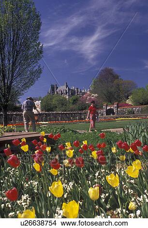 Biltmore Estate, Biltmore, Asheville, North Carolina, Artist painting a picture of the Biltmore House inside the Walled flower Garden of red and yellow tulips at Biltmore Estate in Asheville in the state of North Carolina. View Large Photo Image Picture - Biltmore Estate, Biltmore, Asheville, North Carolina, Artist painting a picture of the Biltmore House inside the Walled flower Garden of red and yellow tulips at Biltmore Estate in Asheville in the state of North Carolina.. Fotosearch