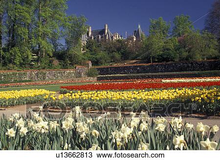 Biltmore, gardens, Biltmore Estate, Asheville, Biltmore House, North Carolina, Beautiful spring flowers inside the Walled flower Garden at Biltmore Estate in Asheville in the state of North Carolina. View Large Photo Image Stock Image - Biltmore, gardens, Biltmore Estate, Asheville, Biltmore House, North Carolina, Beautiful spring flowers inside the Walled flower Garden at Biltmore Estate in Asheville in the state of North Carolina.. Fotosearch