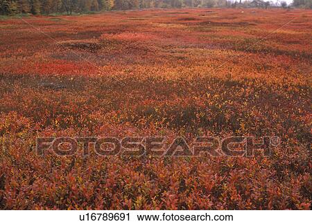 Stock Image -  blueberry bush, Maine, A field of red and orange wild blueberry bushes in the fall in Ellsworth Maine . Fotosearch