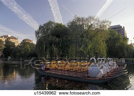 Boston, swan boat, Boston Public Garden, swan paddleboat, Massachusetts, Swan boats on a pond in Boston Public Garden in Boston in the state of Massachusetts. View Large Photo Image Stock Image - Boston, swan boat, Boston Public Garden, swan paddleboat, Massachusetts, Swan boats on a pond in Boston Public Garden in Boston in the state of Massachusetts. . Fotosearch