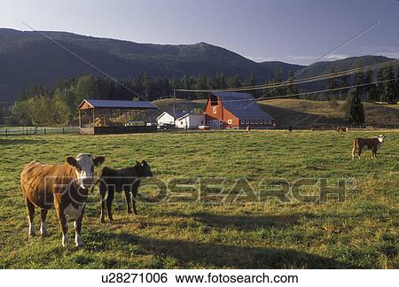 British Columbia, Canada, farm, Cows standing in a pasture on a farm in Grindrod in the province of British Columbia. View Large Photo Image Stock Photograph - British Columbia, Canada, farm, Cows standing in a pasture on a farm in Grindrod in the province of British Columbia.. Fotosearch