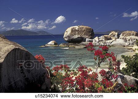 Picture -  British Virgin Islands, The Baths, Virgin Gorda, Caribbean, Virgin Islands, BVI, B. V. I Picturesque coastline with bougainvillea flowers and granite boulders at The Crawl on the island of Virgin Gorda on the British Virgin Islands.. Fotosearch