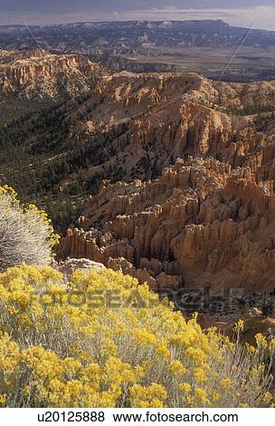 Bryce Canyon, Bryce Canyon National Park, Utah, Looking down at the spectacular view of the rock formations and pillars called hoodoos in the canyon at an overlook with yellow flowers in the foreground in Bryce Canyon Nat'l Park in the state of Utah. View Large Photo Image Stock Photo - Bryce Canyon, Bryce Canyon National Park, Utah, Looking down at the spectacular view of the rock formations and pillars called hoodoos in the canyon at an overlook with yellow flowers in the foreground in Bryce Canyon Nat'l Park in the state of Utah.. Fotosearch