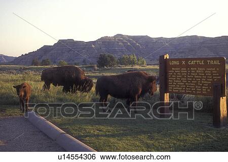 buffalo, bison, Theodore Roosevelt National Park, North Dakota, A herd of buffalo (bison) roam freely on the Long X Cattle Trail in Theodore Roosevelt National Park, North Unit. View Large Photo Image Stock Photograph - buffalo, bison, Theodore Roosevelt National Park, North Dakota, A herd of buffalo (bison) roam freely on the Long X Cattle Trail in Theodore Roosevelt National Park, North Unit.. Fotosearch