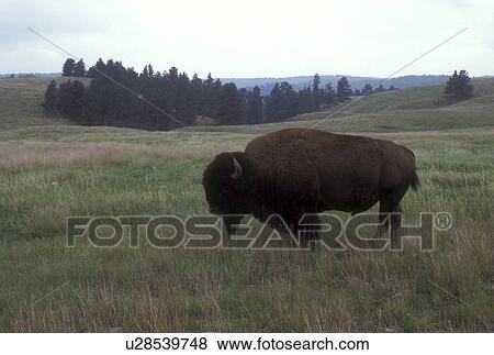 Stock Photo -  Buffalo (bison), Wind Cave National Park, South Dakota, Buffalo (bison) on the grasslands of Wind Cave National Park.. Fotosearch