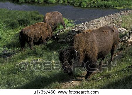 buffalo, bison, Yellowstone National Park, Wyoming, Three buffalo grazing on the open grasslands near a river. View Large Photo Image Stock Image - buffalo, bison, Yellowstone National Park, Wyoming, Three buffalo grazing on the open grasslands near a river.. Fotosearch